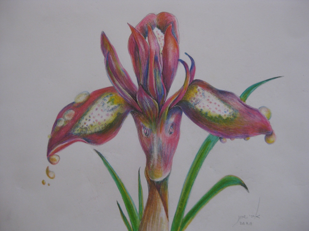 Common Iris  H 38 cm x W 32 cm Colored Pencils & Ink